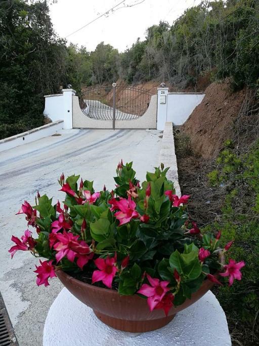 Appartamento L'Albero Magico Nella Campagna Gallurese Santa Teresa Gallura Buitenkant foto